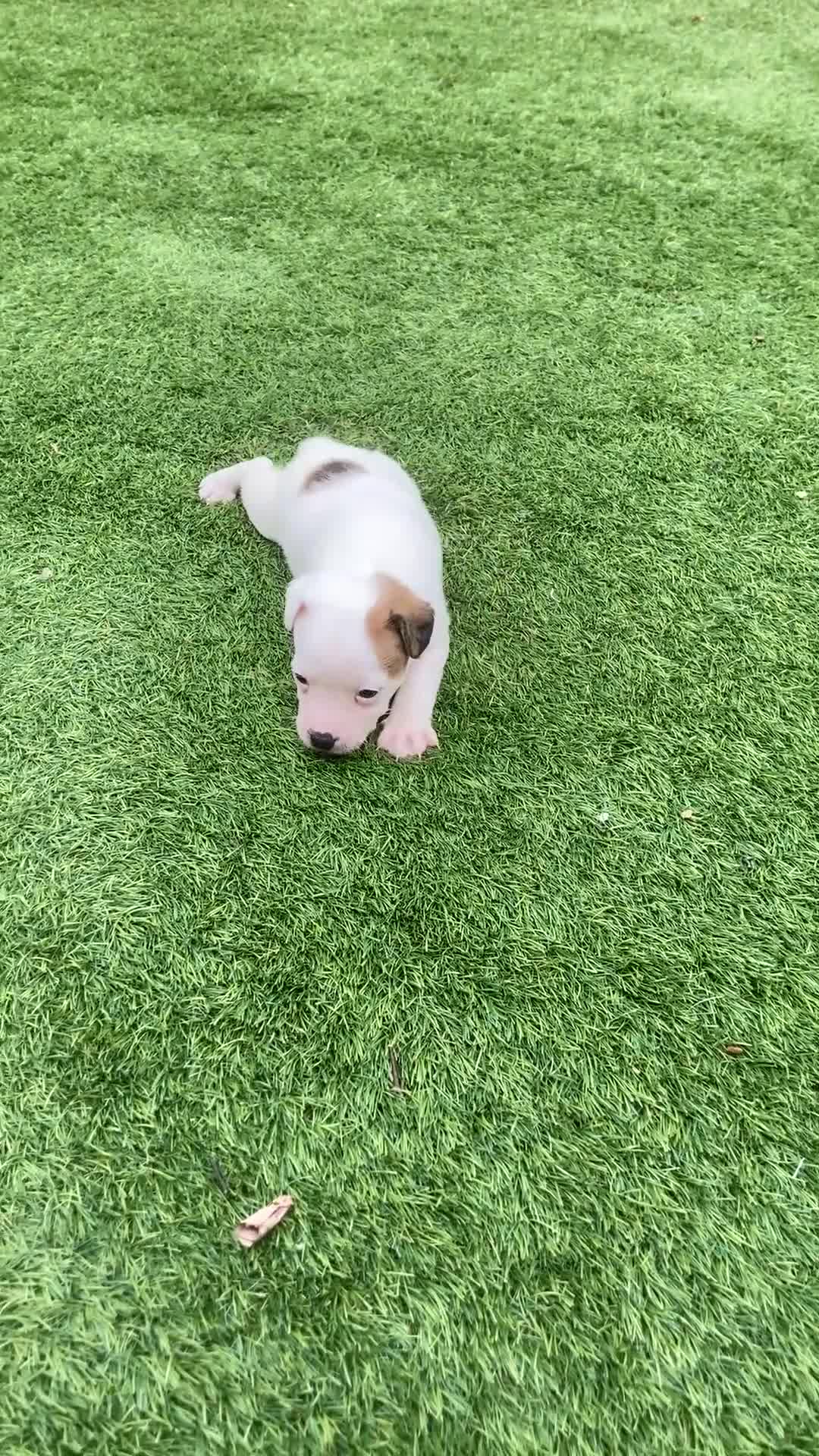 Jack Russell dogs for sale: Beautiful Jack Russell puppies  - Video 4