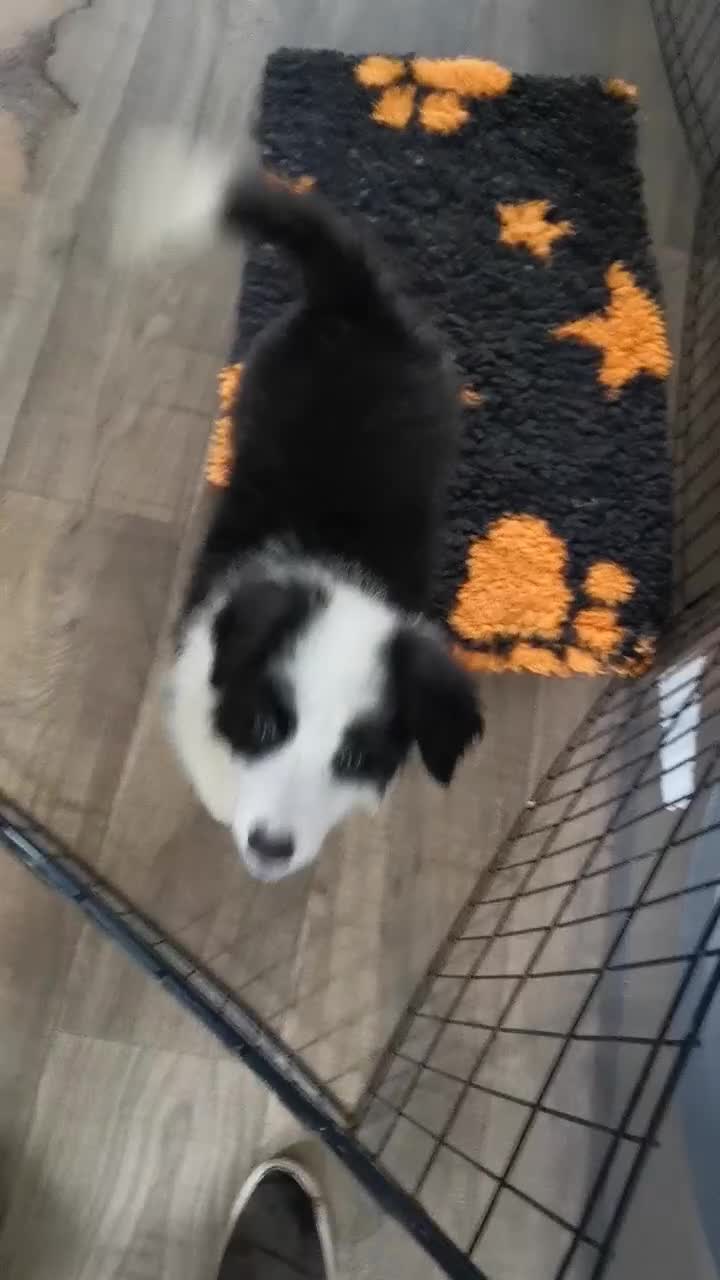 Mixed Breed dogs for sale: Beautiful Bordernese Puppies - Video 2