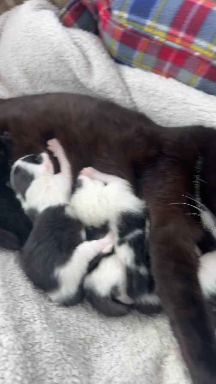 Siamese cats for sale: Little of 5 kittens quarter of Siamese in Dundee - Video 3