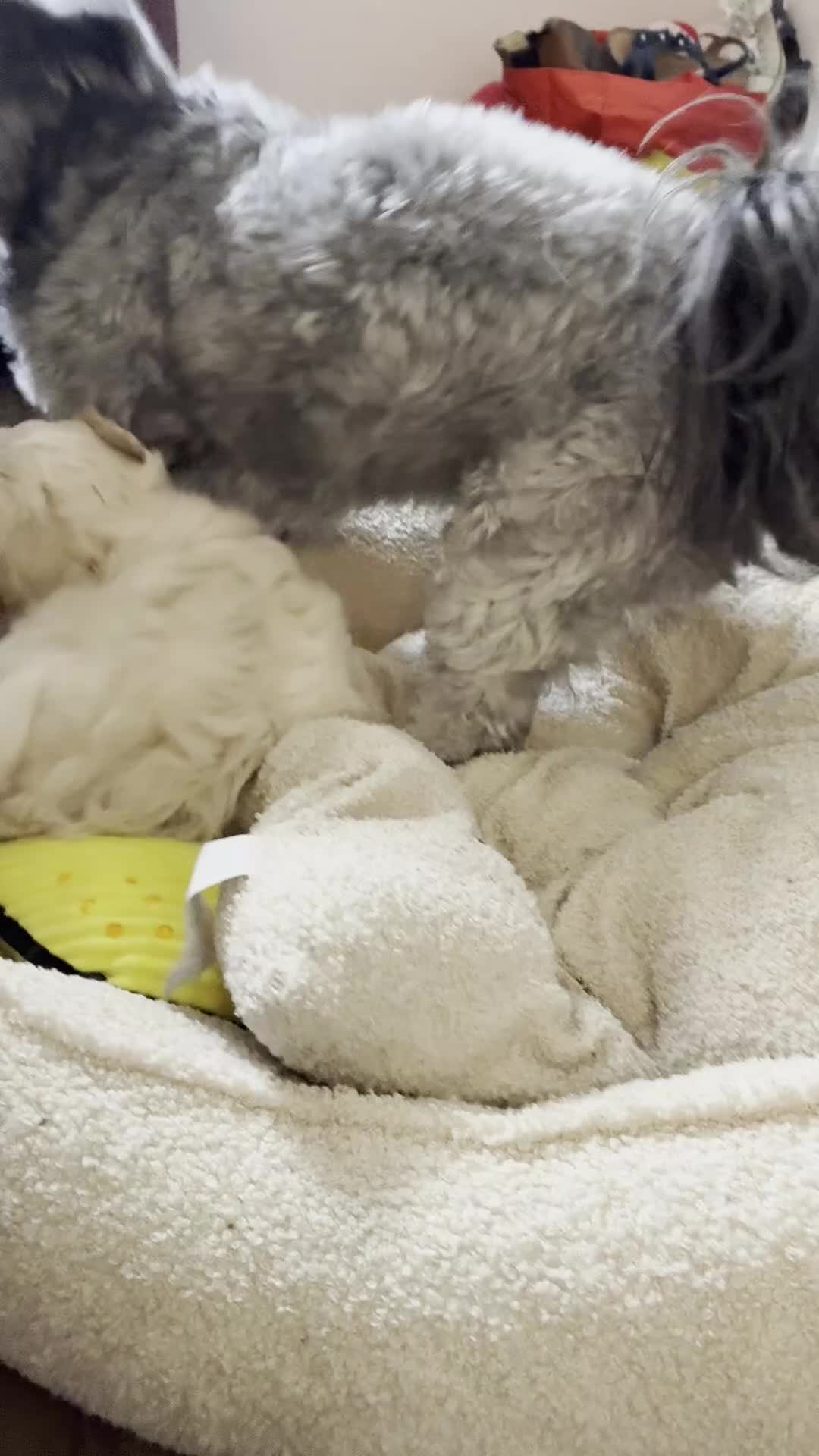 Shihpoo dogs for sale: Fluffy Teddybear pups - 2 boys left - Cute Shihpoo in Burnham-on-Crouch - Video 1