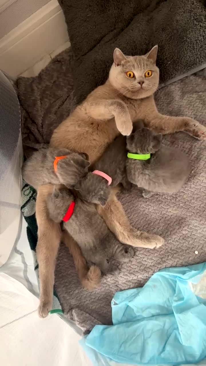 British Shorthair cats for sale: Blue British Shorthair - Video 1
