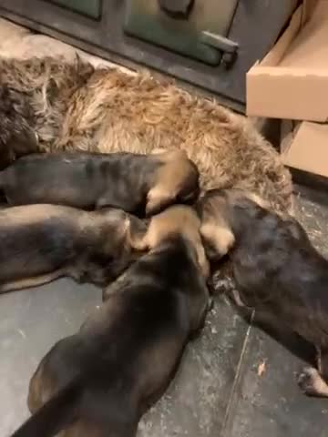 Dachshund dogs for sale: Standard wirehaired dachshund  - Video 1