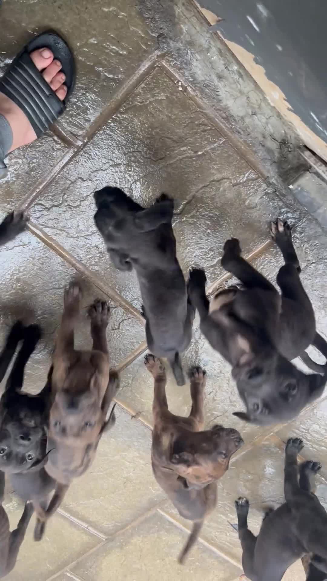 Mixed Breed dogs for sale: Staffy X  - Video 1