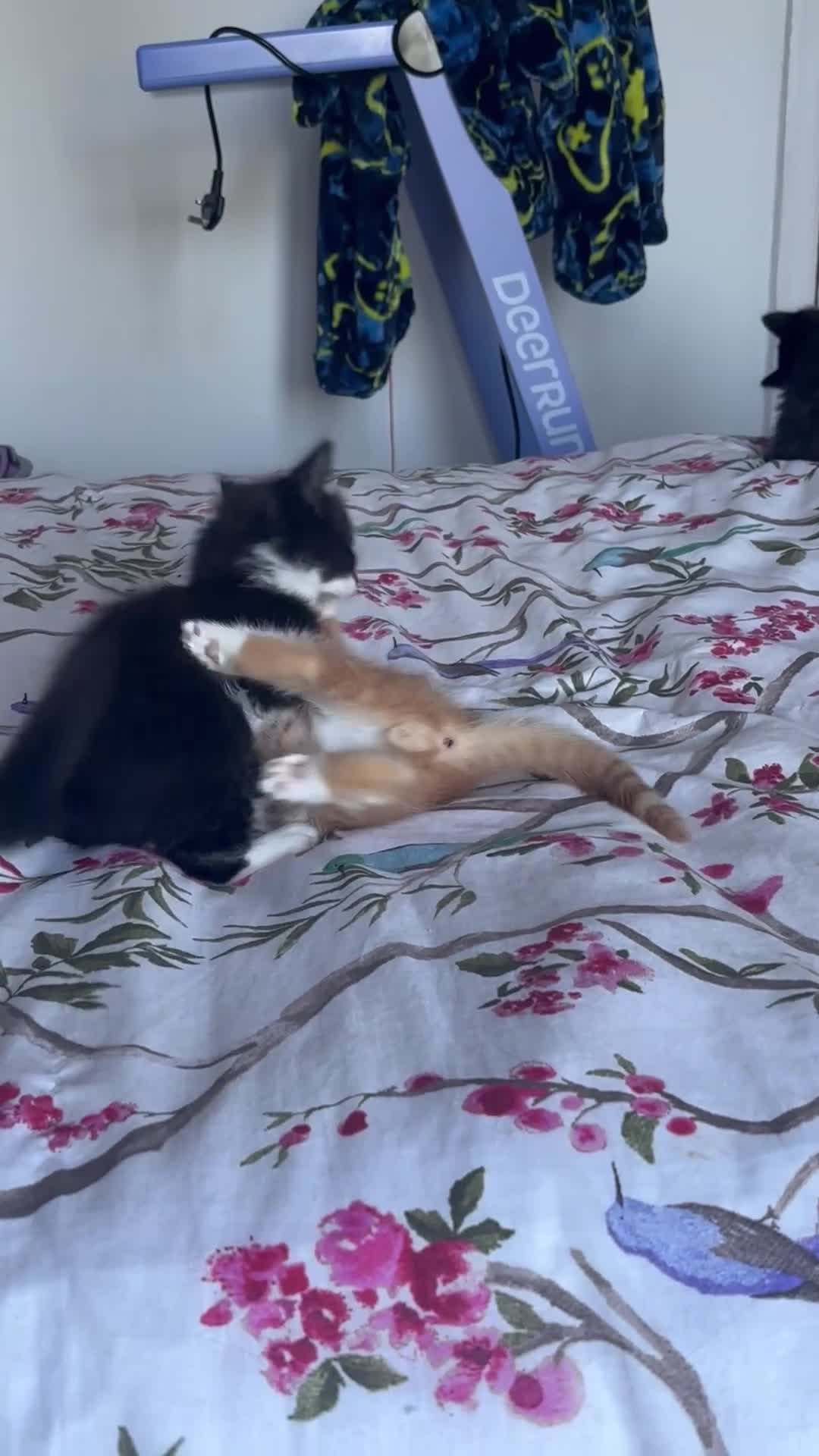 Mixed Breed cats for sale: Kittens ready to go - Video 2