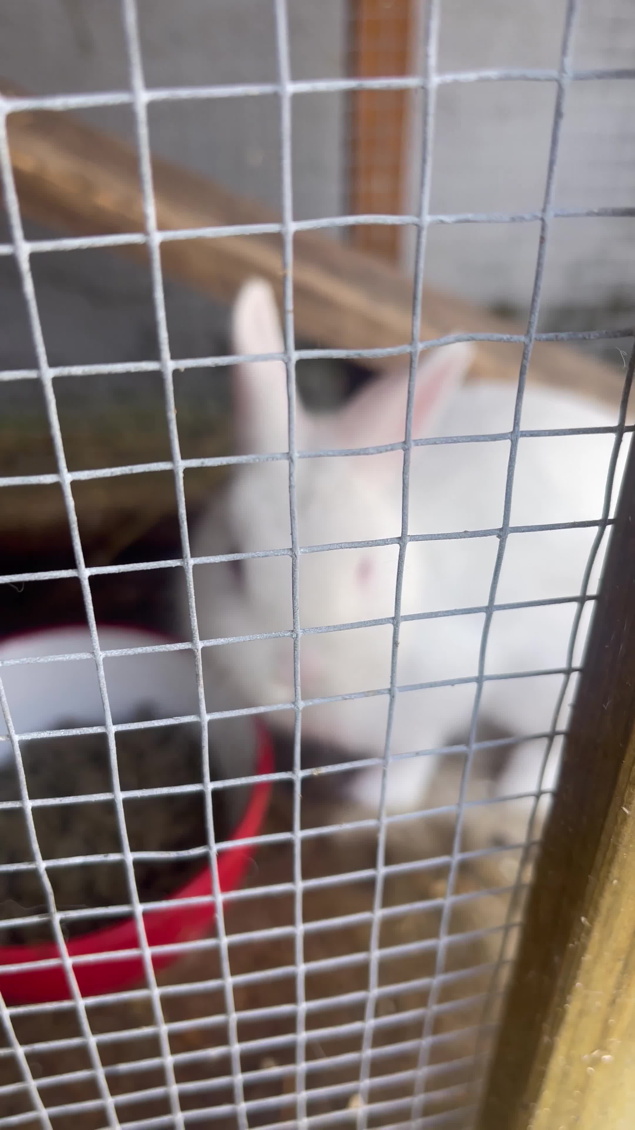 Netherland Dwarf rabbits for sale: netherland dwarf male and female with hutch  - Video 2