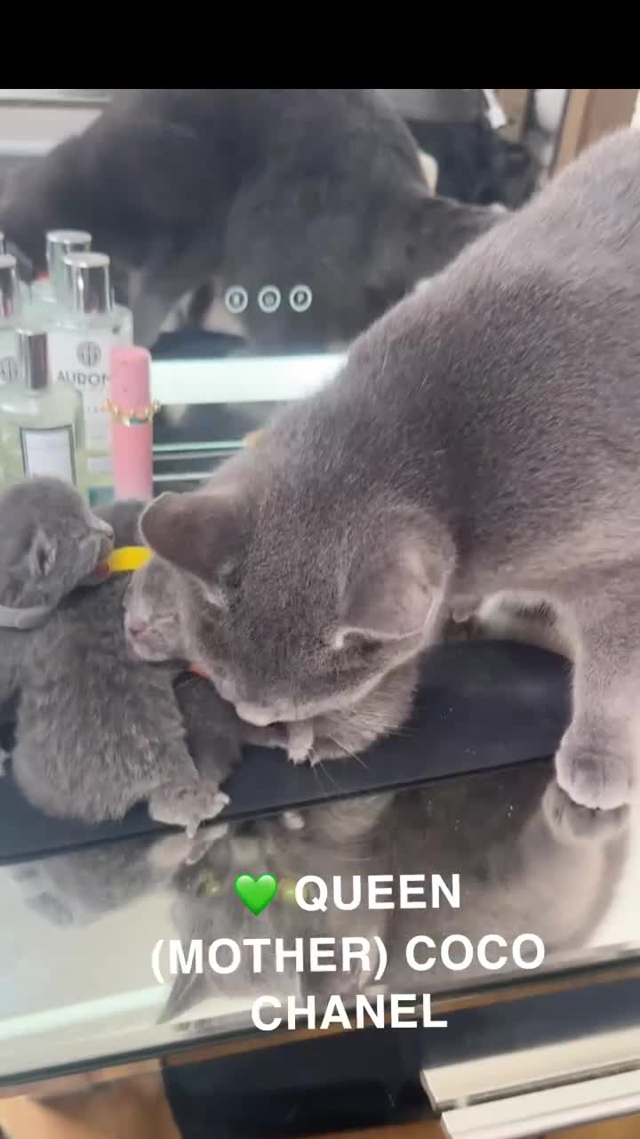 British Shorthair cats for sale: MOST ADORABLE BRITISH SHORTHAIR FOR SALE - Video 3