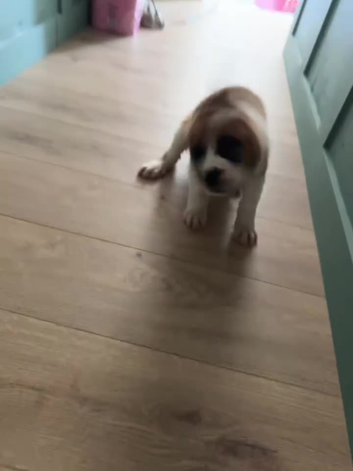 Saint Bernard dogs for sale: Last female saint Bernard  - Video 1
