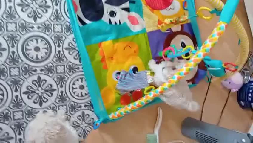 Maltipoo dogs for sale: *ready to leave*Genetically health tested maltipoo - Video 1