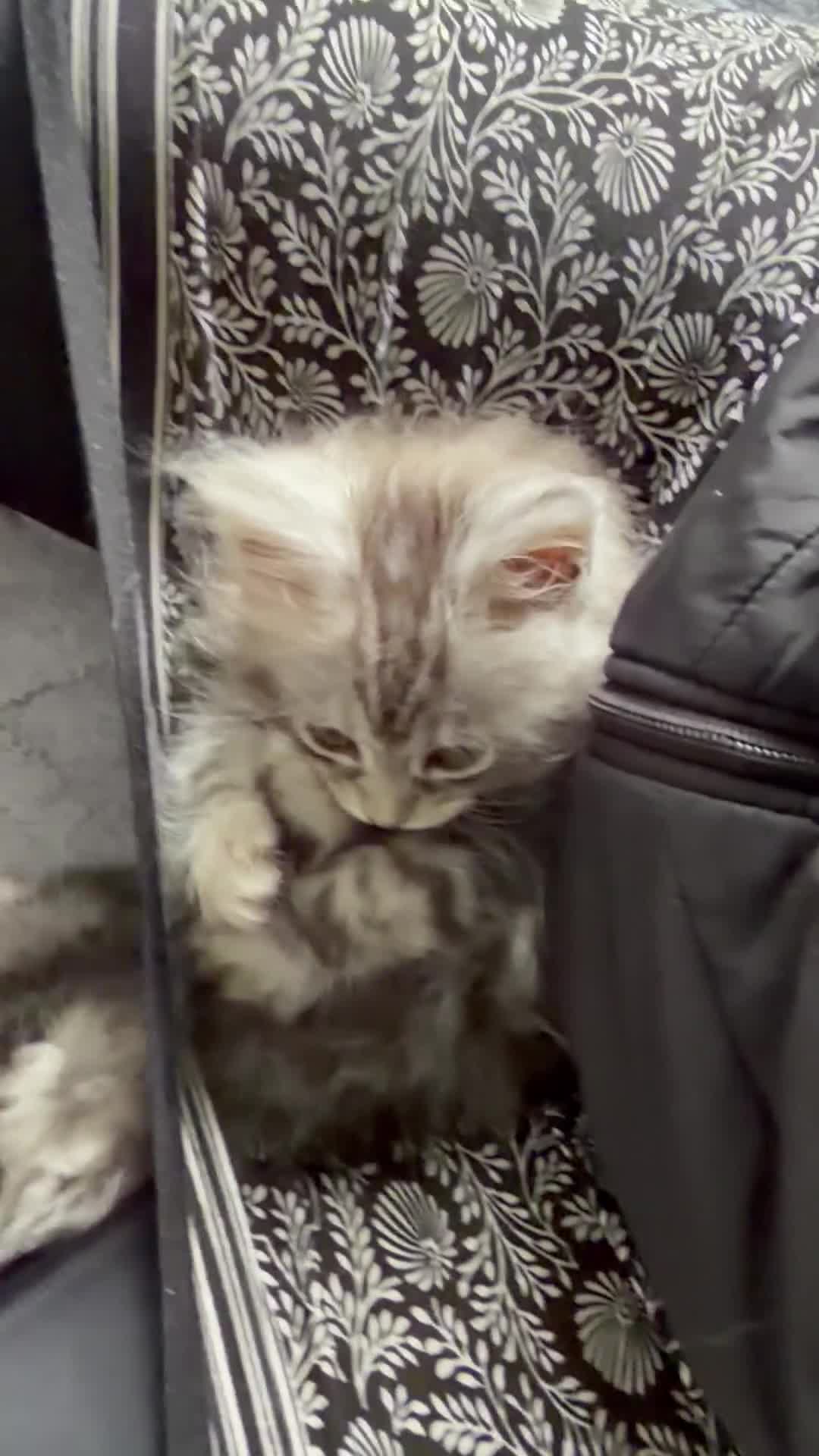 Maine Coon cats for sale: Pedigree Maine Coon Kittens, TICA Registered 🏆 - Video 1