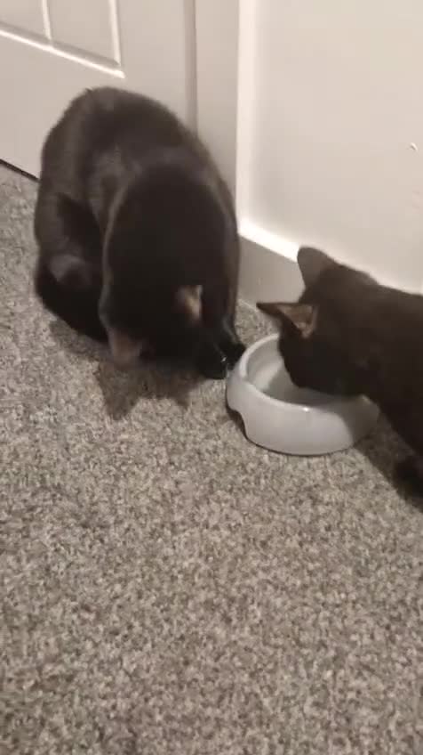 Mixed Breed cats for sale: 2 cats  - Video 3