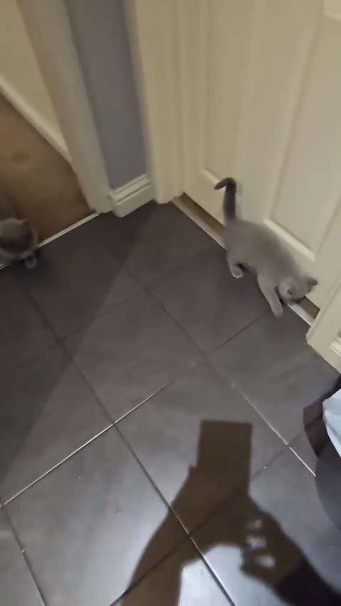 British Shorthair cats for sale: Meet Your Next Cuddle Buddy —  British Shorthair - Video 2