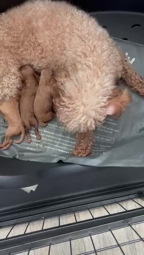 Toy Poodle dogs for sale: Toy poodle puppies - Video 1
