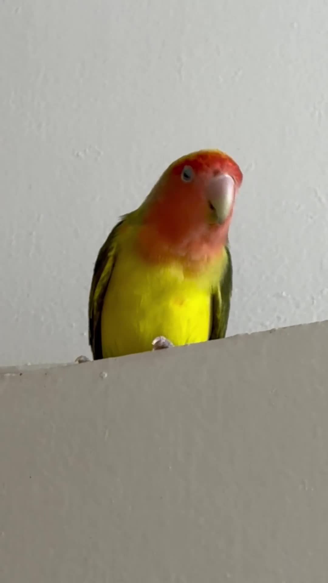 Lovebirds birds for sale: Pair of Peach-Faced Lovebirds – Mango & Pistachio - Video 3