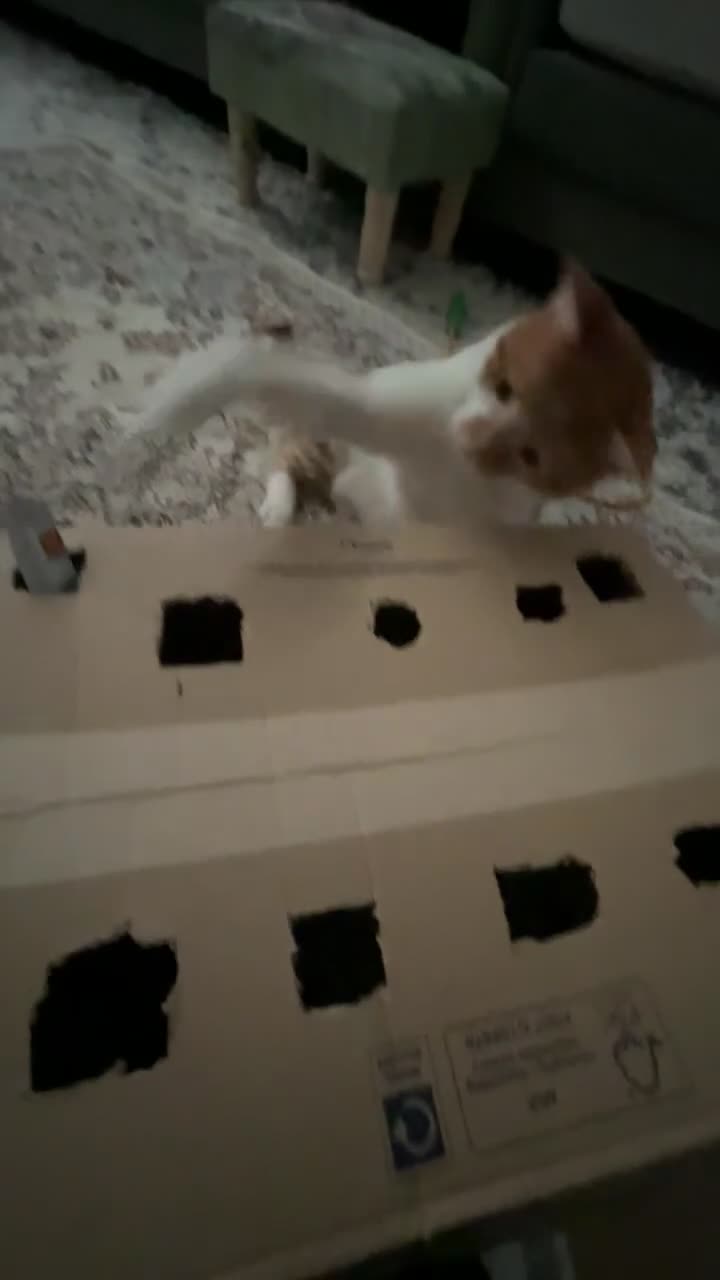 American Shorthair cats for sale: cat for sale - Video 1