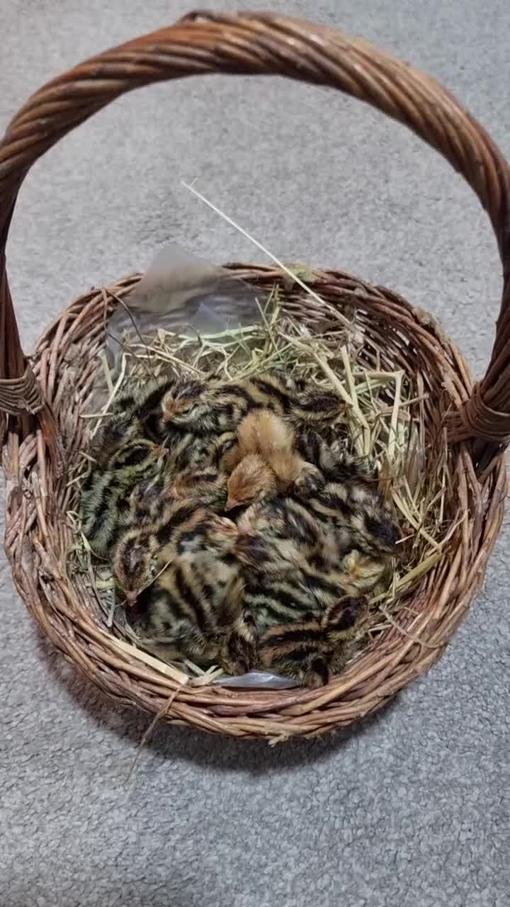 Quail poultry for sale: 🐣 Live Coturnix Jumbo Quail for Sale - Video 3