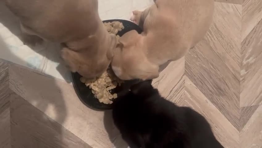 Mixed Breed dogs for sale: French pomerdogs  - Video 5