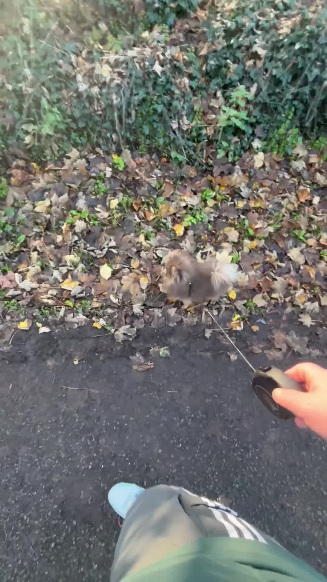 Pomeranian dogs for stud: 1.6kgPuppysize teddybear lilac and tan Pomeranian  - Video 1