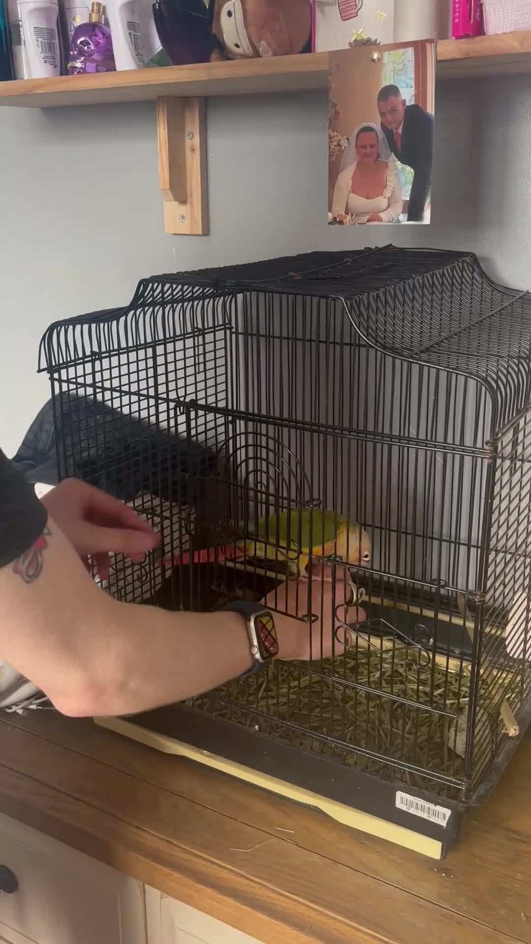 Conures birds for sale: Hand-reared baby conure - Video 1