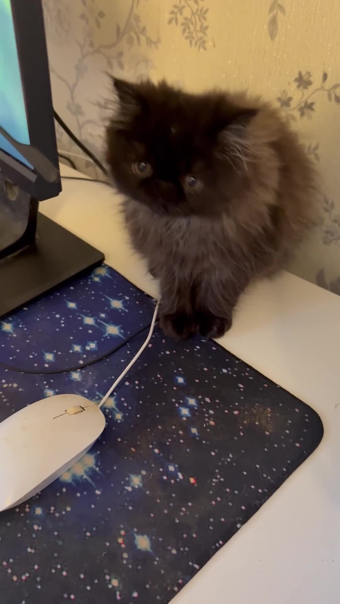 Persian cats for sale: 1 girl left REDUCED GCCF  PERSIANS  - Video 2