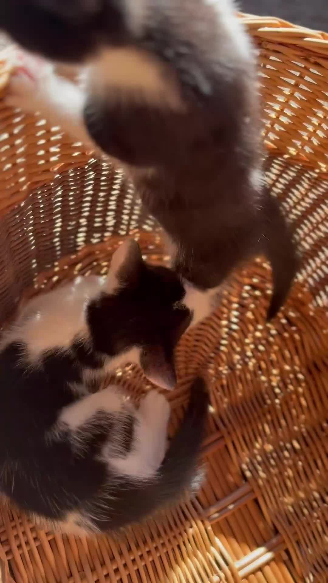 Mixed Breed cats for sale: Beautiful kittens for sale  - Video 2