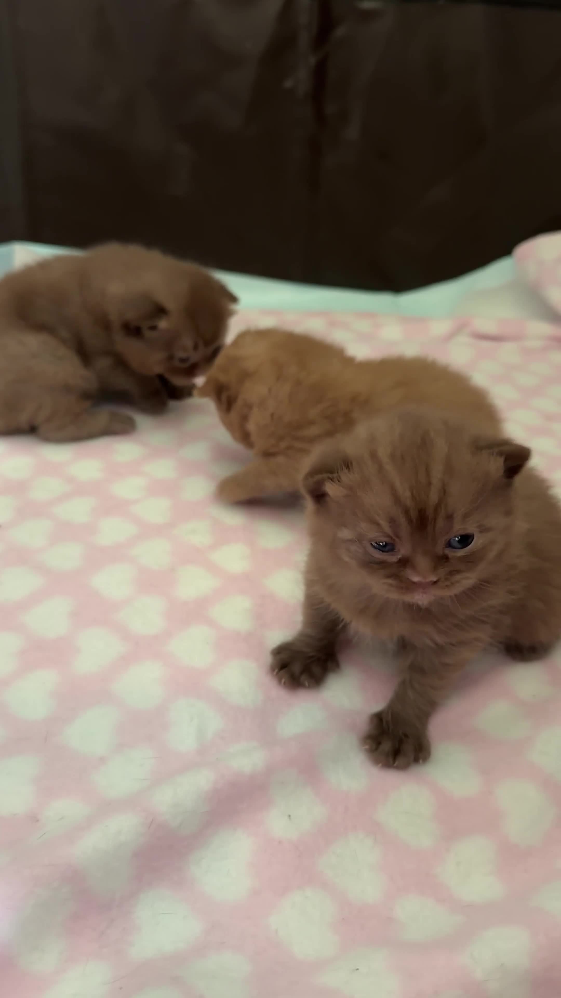 British Shorthair cats for sale: Chocolate British Shorthair Kittens - Video 2