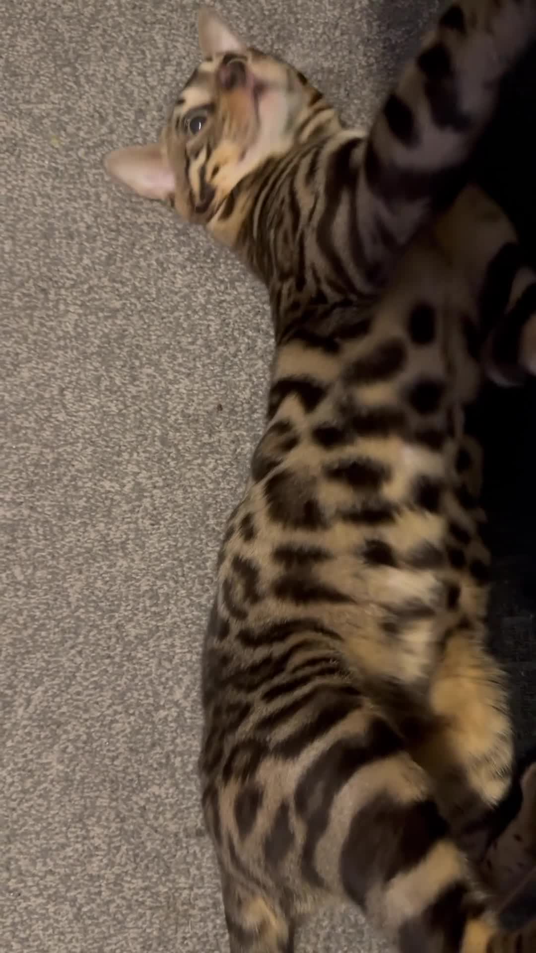 Bengal cats for sale: Male Benegal cat for sale  in Keighley - Video 1