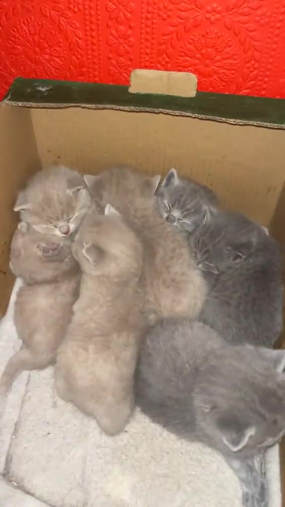 British Shorthair cats for sale: Pure BSH kittens - Video 1