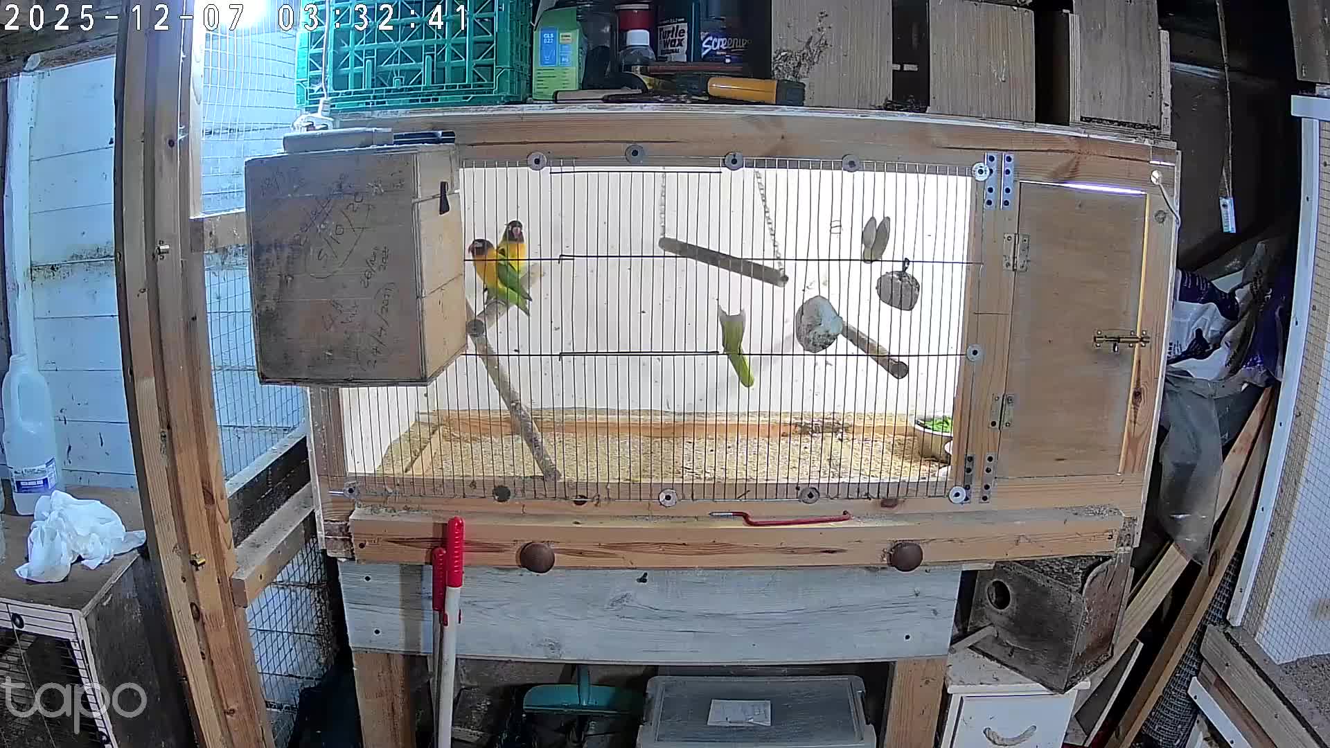 Lovebirds birds for sale: Masked lovebirds pair - Video 1