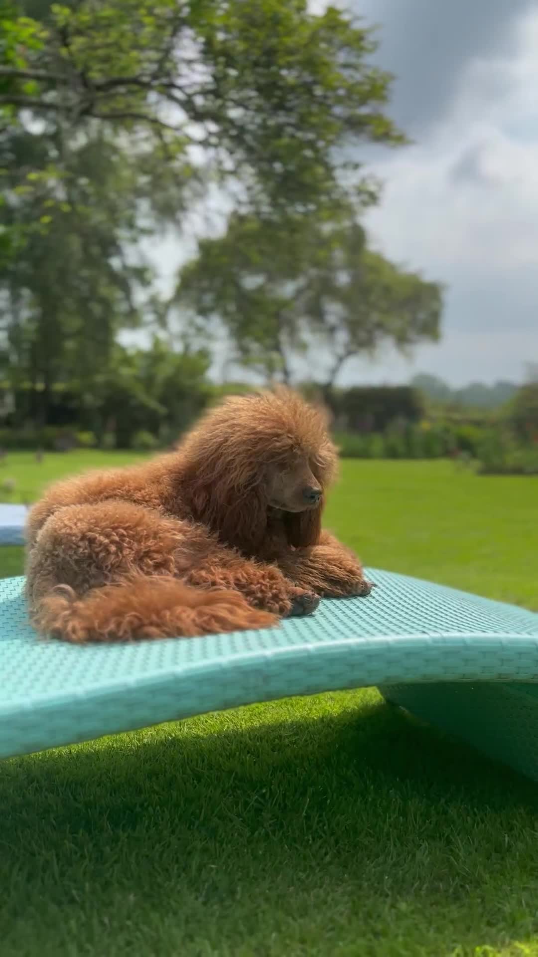 Labradoodle dogs for sale: Happy fun litter of medium sized Labradoodles  - Video 1
