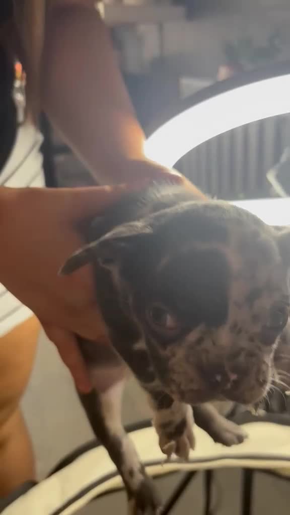 French Bulldog dogs for sale: French bull dog puppys - Video 4