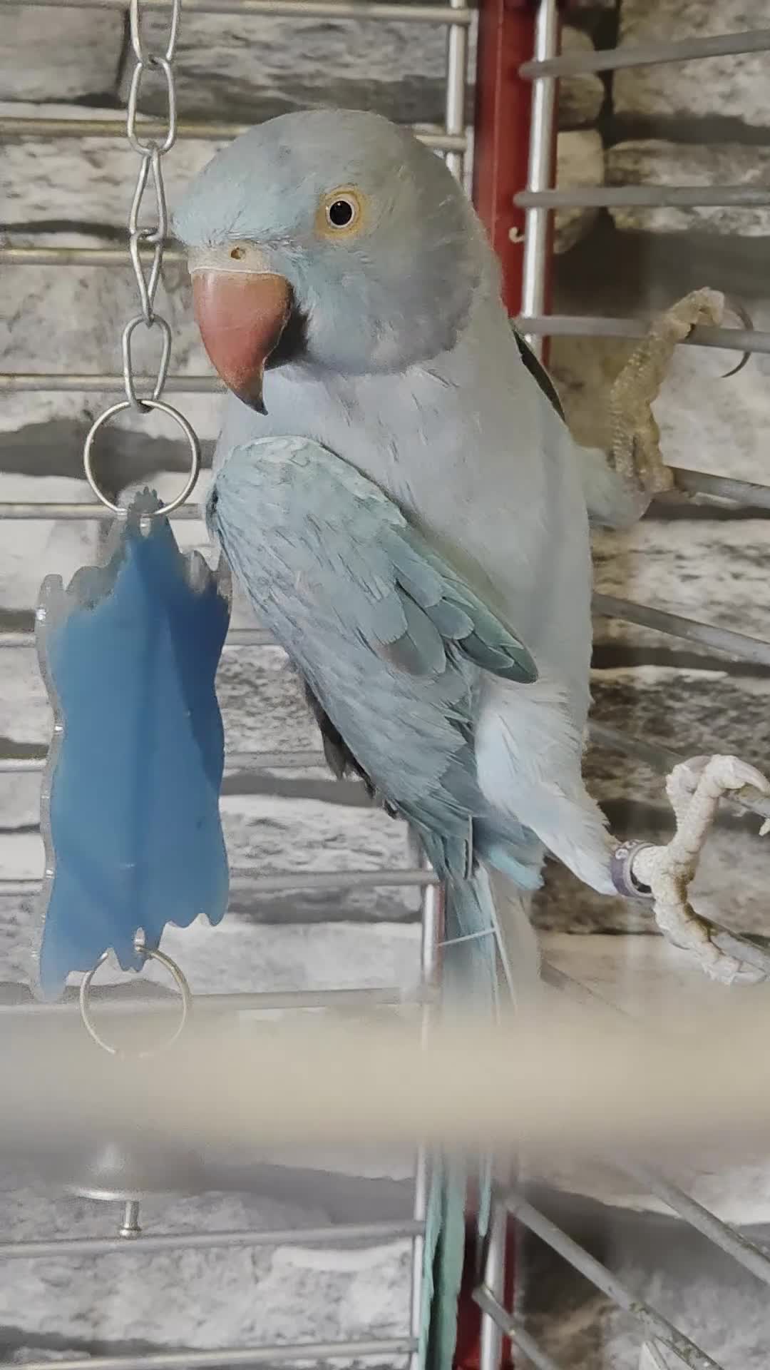 Ringnecks birds for sale: Blue Ringneck  female  - Video 1