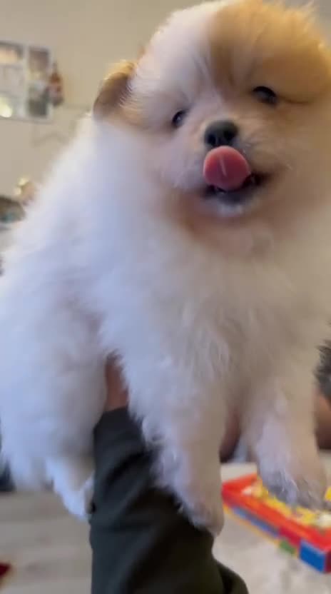 Pomeranian dogs for sale: READY TO LEAVE !! - Video 2