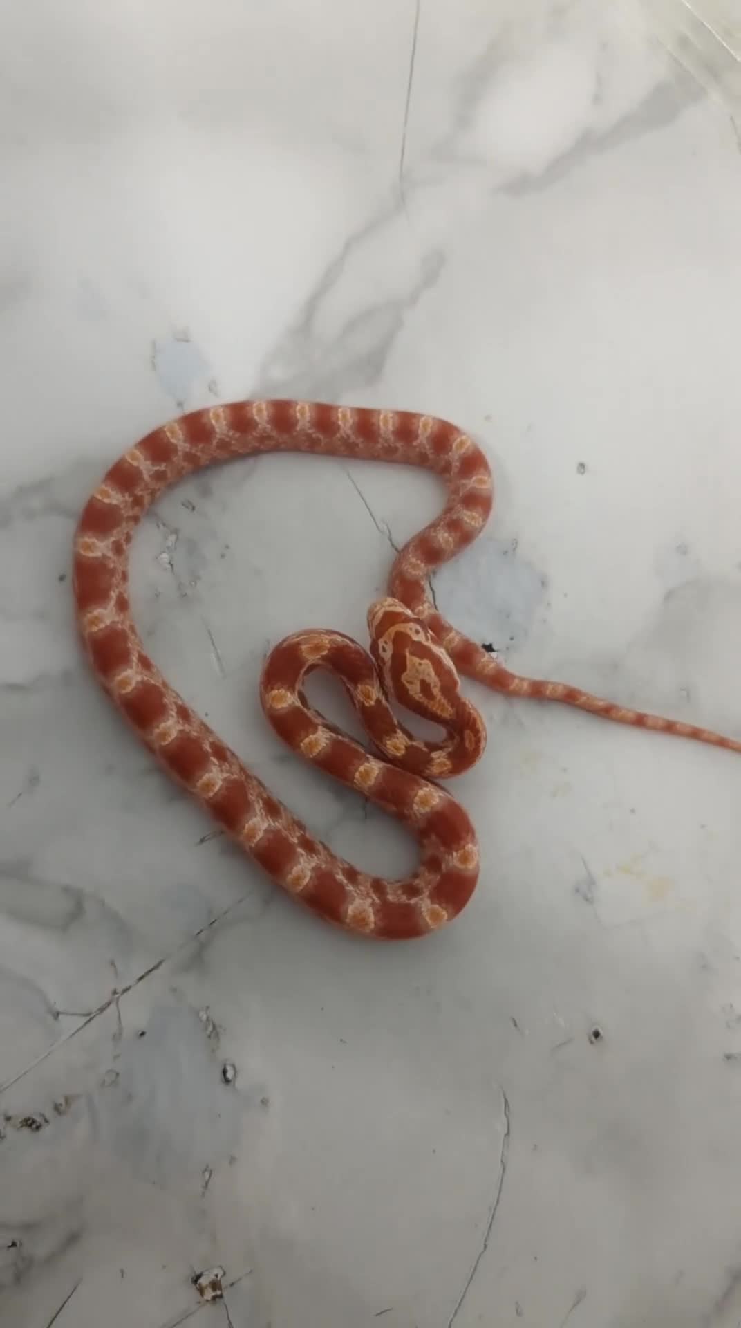 Corn Snake reptiles for sale: Baby cornsnakes x2 - Video 1