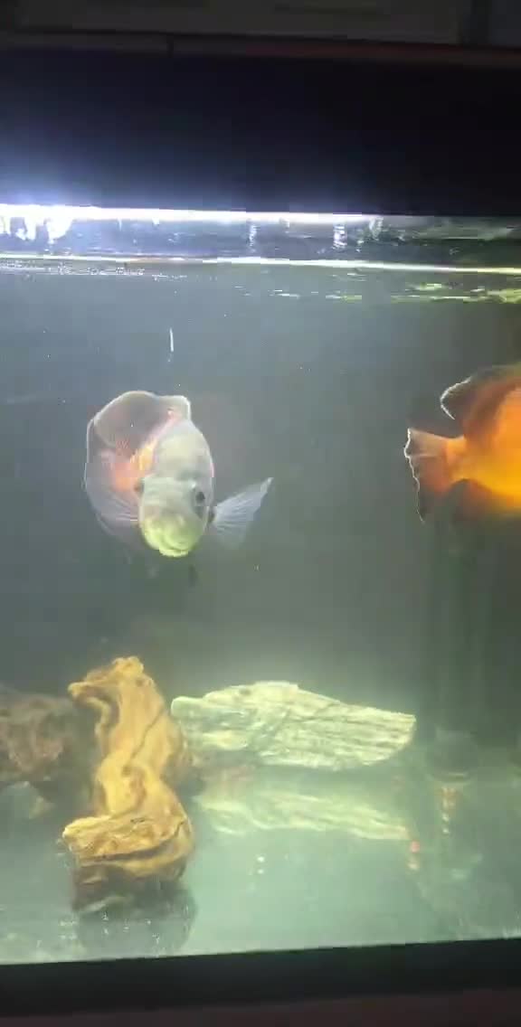 Cichlids fish for sale: Oscars and tank.  in Worcester - Video 2