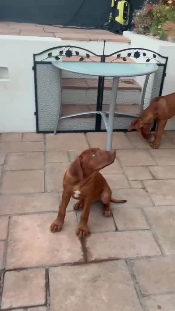 Rhodesian Ridgeback dogs for sale: KC Registered RR Ready for forever Homes 1st July - Video 2