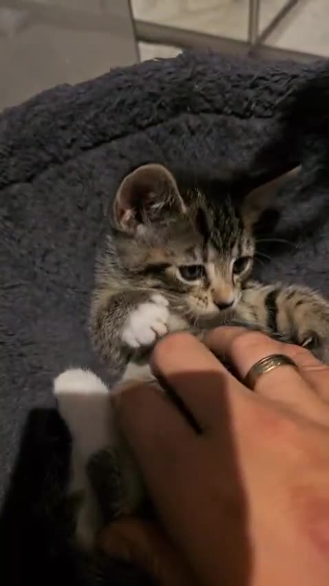 Domestic Shorthair cats for sale: 🐾Playful Kittens -Tabby or black/white🐾 - Video 3