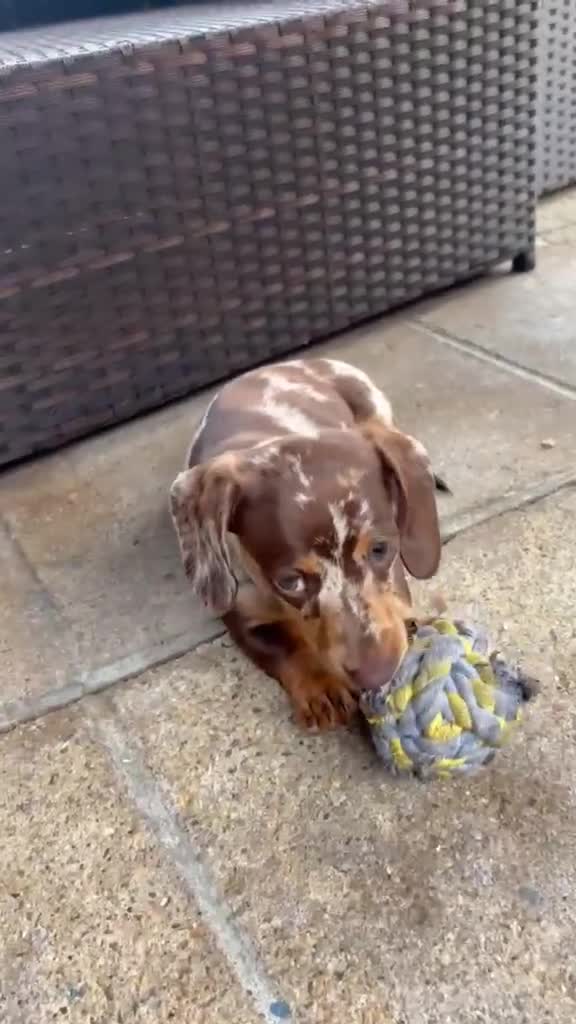 Miniature Dachshund dogs for sale: READY NOW Full Vaccination Dachshund Flufy & Smoth - Video 3