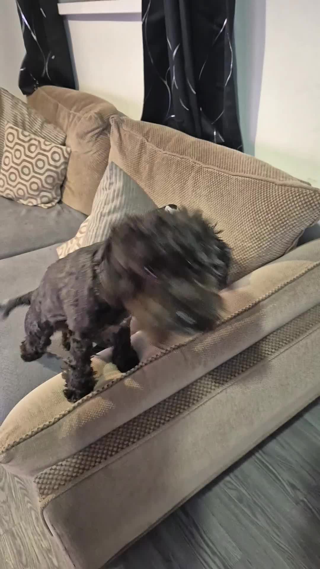 Cockapoo dogs for sale: 2 female cockapoo for sale - Video 1