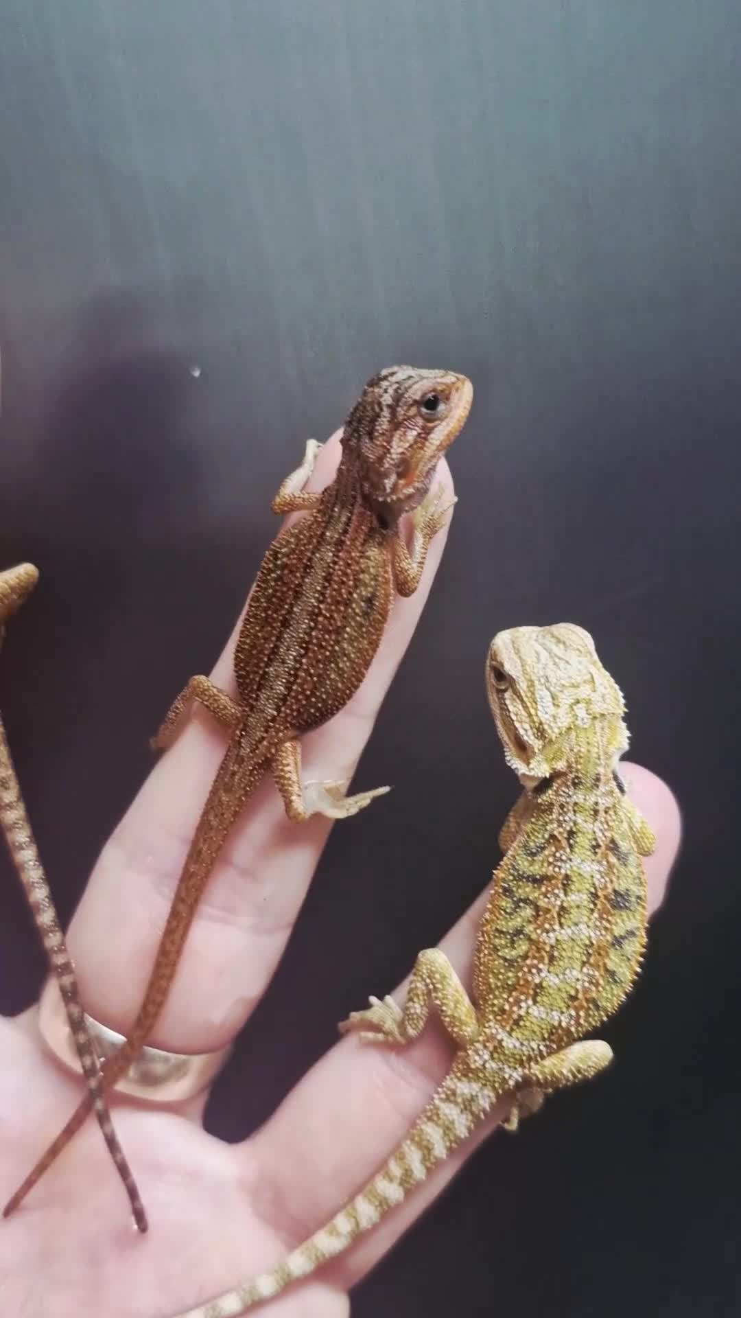 Bearded Dragon reptiles for sale: Pogona vitticeps + vitticeps/Barbata hybrids - Video 3