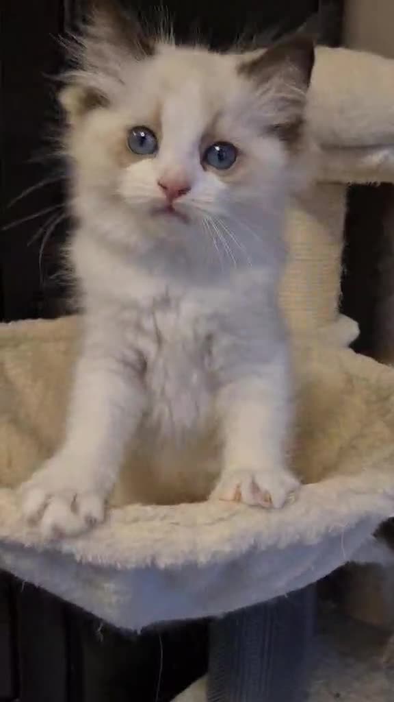 Ragdoll cats for sale: 3 Tica Registered Ragdoll Kittens For Sale  - Video 1
