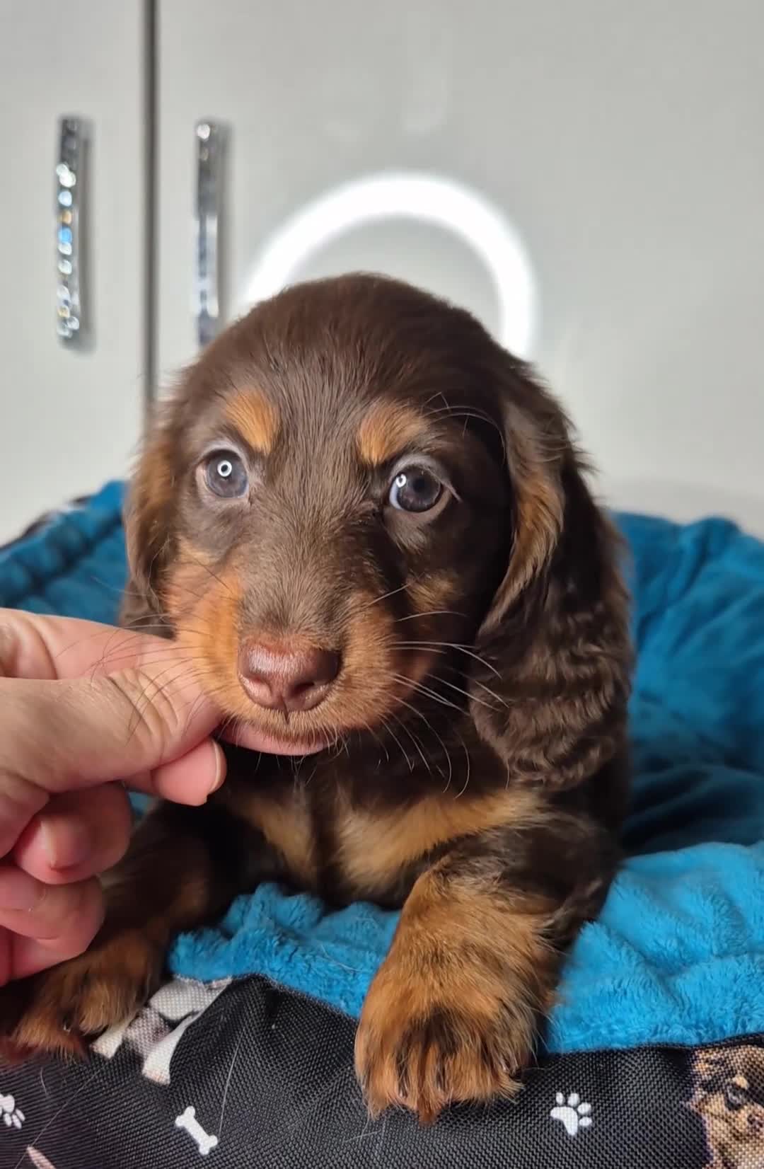 Miniature Dachshund dogs for sale: Miniature dachshund girl - Video 1