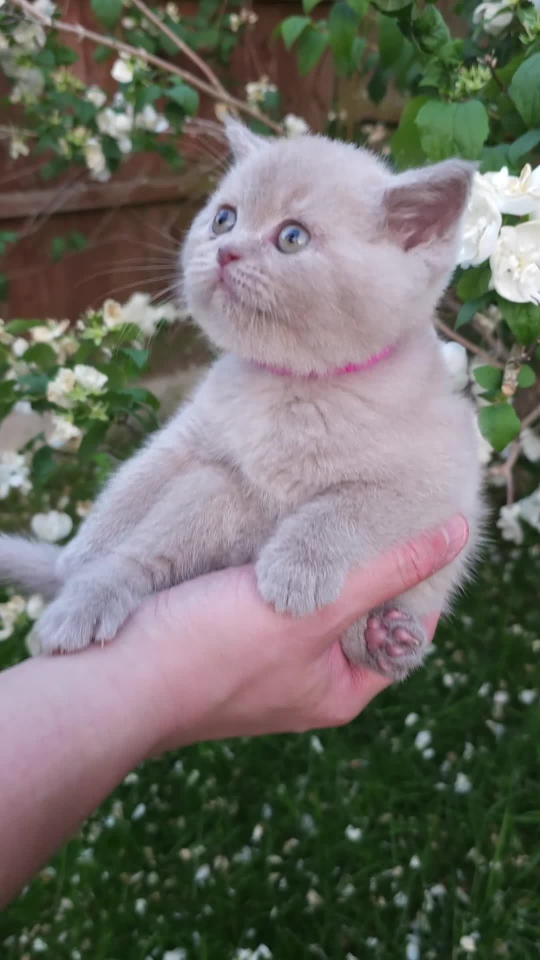 British Shorthair cats for sale: Luxury British Shorthair 🧸 Rare Lilac & Cinnamon - Video 3