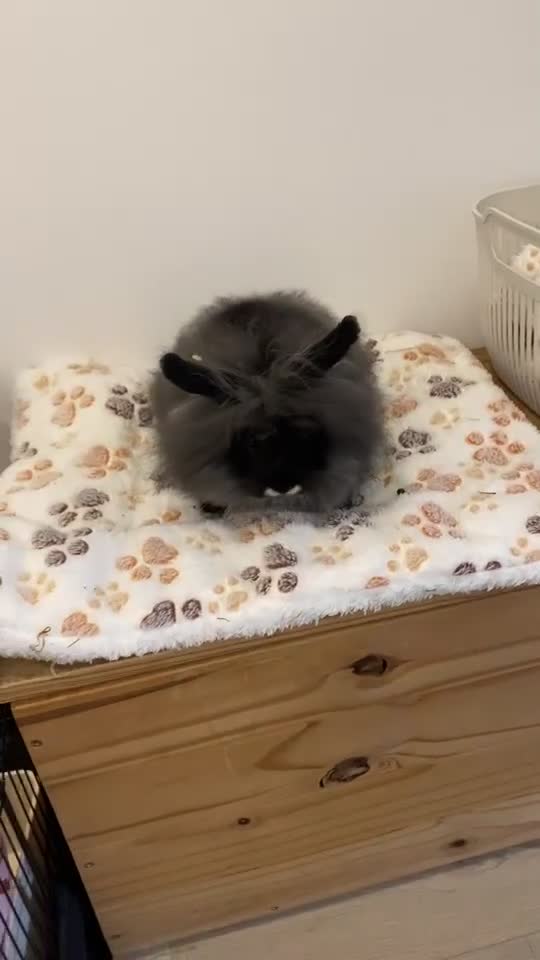 Lionhead rabbits for sale: Lion head rabbit for sale - Video 1