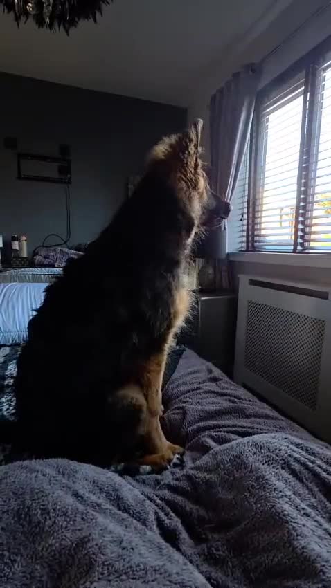 German Shepherd dogs for sale: Reluctant Re-home in Stoke-on-Trent - Video 1
