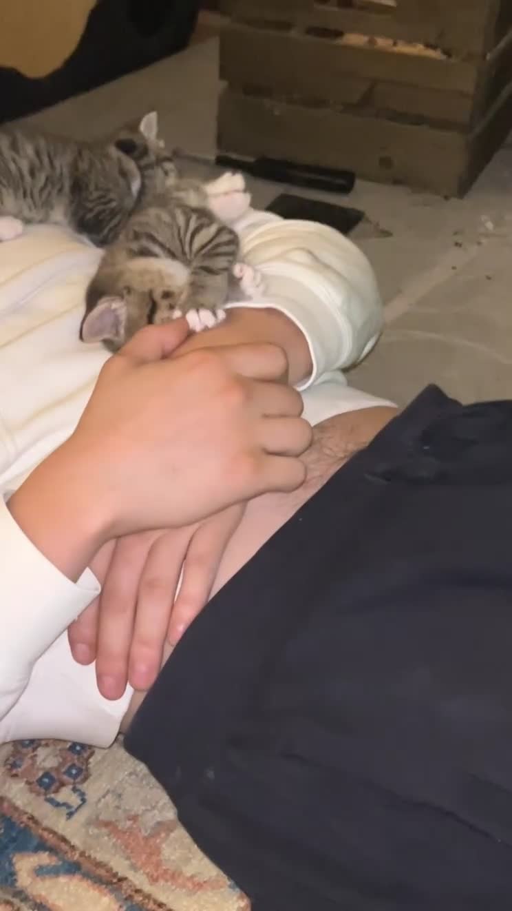 British Shorthair cats for sale: 6 British Shorthair x kitten  - Video 2