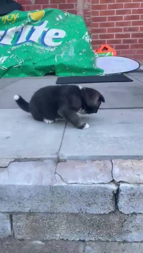 Akita dogs for stud: Chico’s finding LOVE… in Birmingham - Video 4