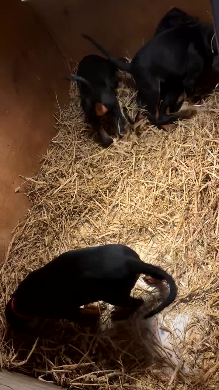 Dobermann dogs for sale: Dobermann  - Video 1