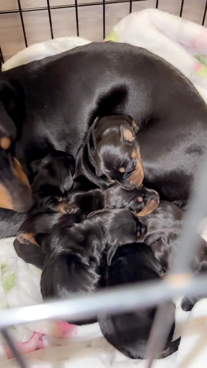 Miniature Dachshund dogs for sale: 6 Gorgeous Miniature Dachshunds for sale🩷💙 - Video 2