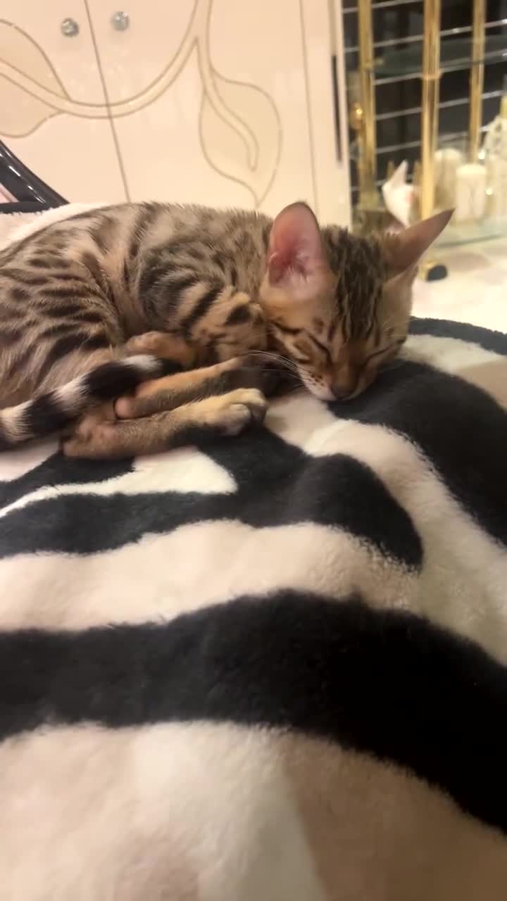 Bengal cats for sale: Stunning bengal cats in Chigwell - Video 2