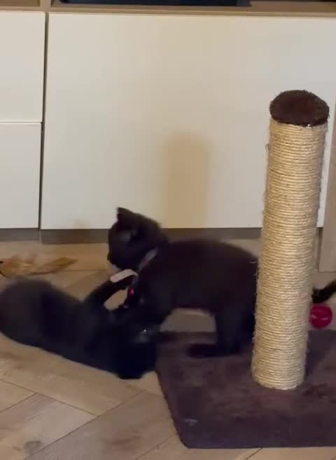 Scottish Fold cats for sale: Half Scottish fold kittens  in Bilston - Video 1